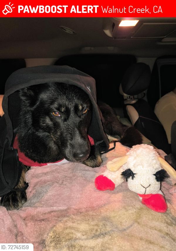 Lost Female Dog last seen North main super 8, Walnut Creek, CA 94597
