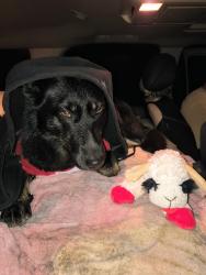 Lost Female Dog last seen North main super 8, Walnut Creek, CA 94597