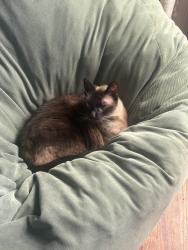 Lost Male Cat last seen 2nd Place & Pittsburg, Tulsa, OK 74112