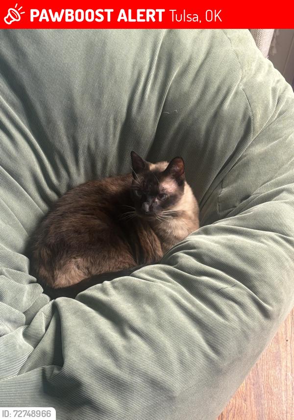 Lost Male Cat last seen 2nd Place & Pittsburg, Tulsa, OK 74112
