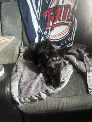 Lost Female Cat last seen White Bear Ave and Stillwater Ave, Saint Paul, MN 55119