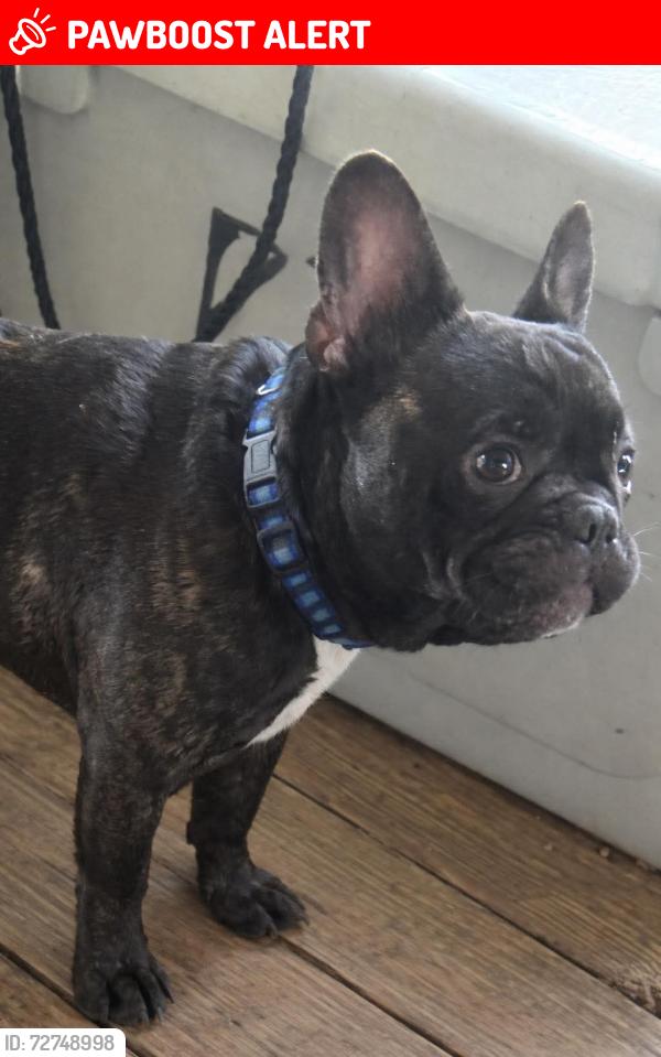 Lost Male Dog last seen Besstown Road or Highway 56, Beersheba Springs, TN 37305