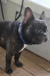 Lost Male Dog last seen Besstown Road or Highway 56, Beersheba Springs, TN 37305