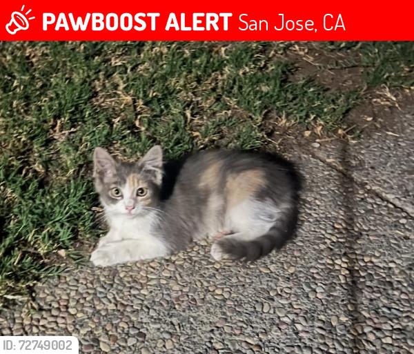 Lost Female Cat last seen Cinderella Ln, San Jose, CA 95116