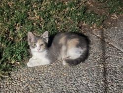 Lost Female Cat last seen Cinderella Ln, San Jose, CA 95116