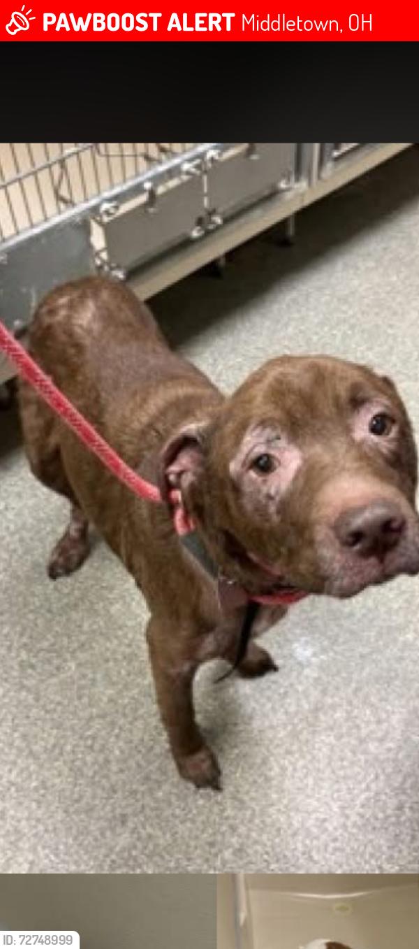 Lost Male Dog last seen Seneca street , Middletown, OH 45044