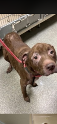 Lost Male Dog last seen Seneca street , Middletown, OH 45044