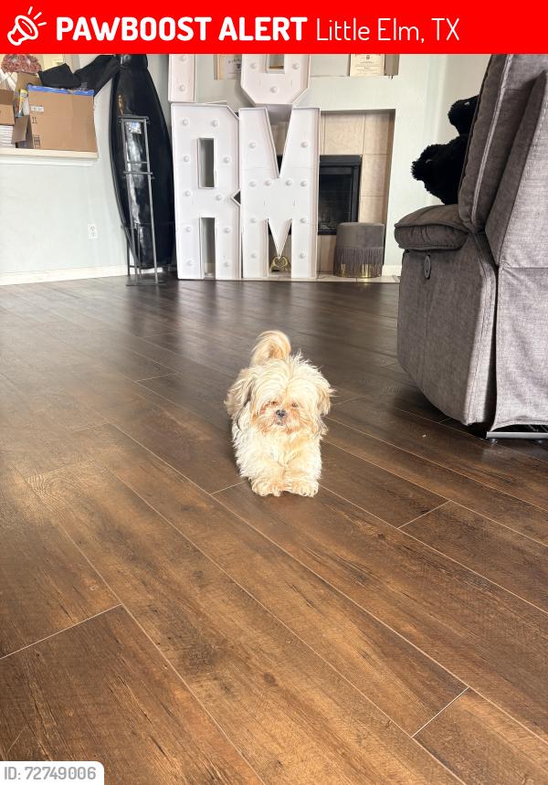 Lost Male Dog last seen Fm 423, Little Elm, TX 75068