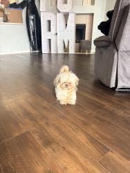 Lost Male Dog last seen Fm 423, Little Elm, TX 75068