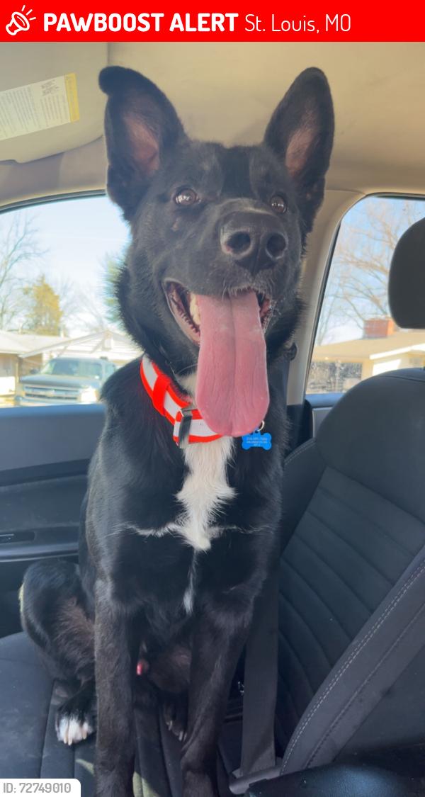 Lost Male Dog last seen Natural Bridge, St. Louis, MO 63134