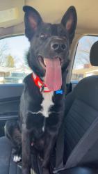 Lost Male Dog last seen Natural Bridge, St. Louis, MO 63134