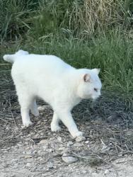Found/Stray Unknown Cat last seen Near the new Lindon Temple, Lindon, UT 84042