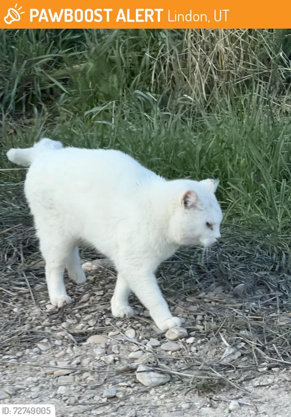 Found/Stray Unknown Cat last seen Near the new Lindon Temple, Lindon, UT 84042