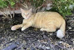 Lost Male Cat last seen Near Springer Rd. and Springer Way, Midlothian, TX 76065