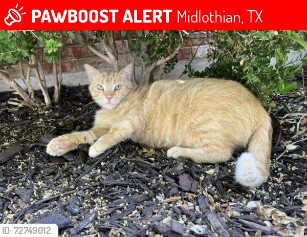 Lost Male Cat last seen Near Springer Rd. and Springer Way, Midlothian, TX 76065