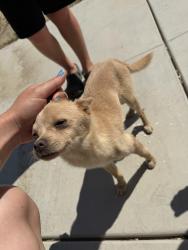 Found/Stray Unknown Dog last seen On holdridge by Springville ca , Tulare County, CA 93257