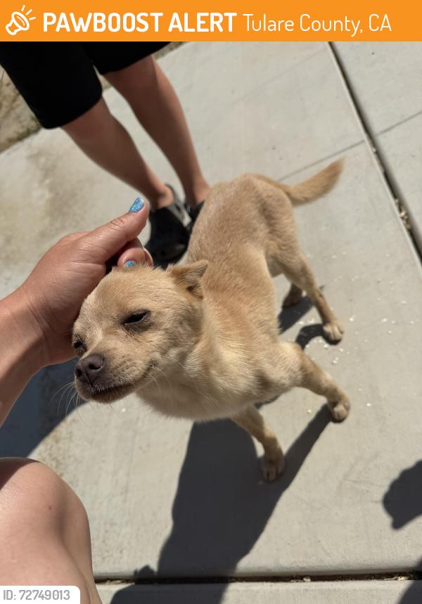 Found/Stray Unknown Dog last seen On holdridge by Springville ca , Tulare County, CA 93257