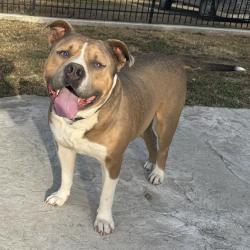 Found/Stray Male Dog last seen Near S Cedar Ave, Fresno, CA 93725, Fresno, CA 93725