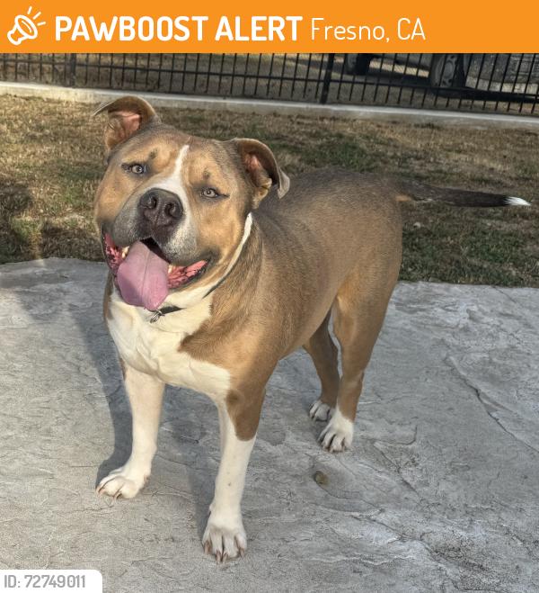 Found/Stray Male Dog last seen Near S Cedar Ave, Fresno, CA 93725, Fresno, CA 93725