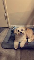 Lost Male Dog last seen S white ave ,phillist st , Pomona, CA 91766