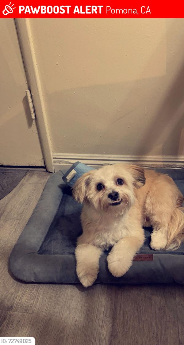 Lost Male Dog last seen S white ave ,phillist st , Pomona, CA 91766