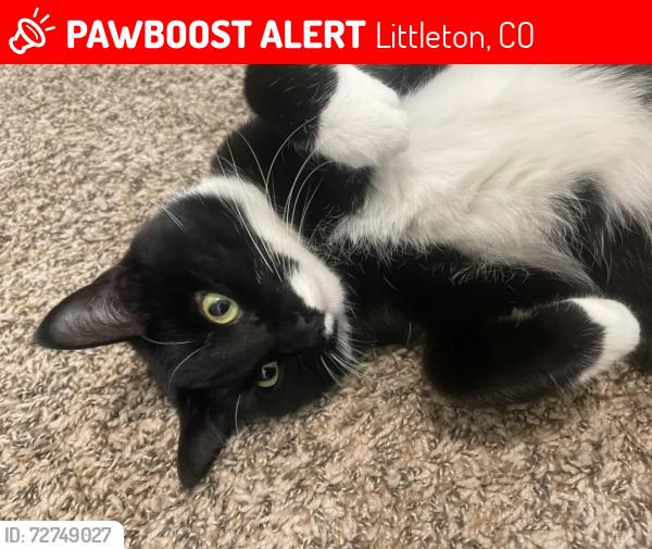 Lost Male Cat last seen Andy’s ice cream , Littleton, CO 80120