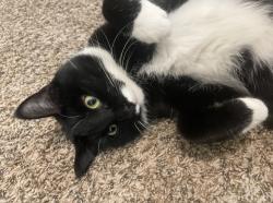 Lost Male Cat last seen Andy’s ice cream , Littleton, CO 80120