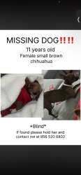 Lost Female Dog last seen adam garden , Harlingen, TX 78552