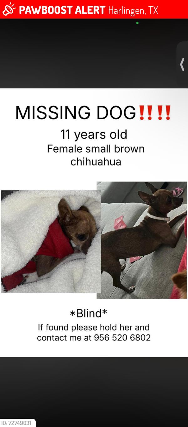 Lost Female Dog last seen adam garden , Harlingen, TX 78552