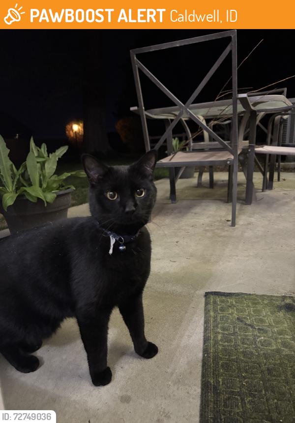 Found/Stray Unknown Cat last seen Orchard ave, Caldwell, ID 83605