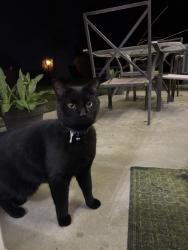Found/Stray Unknown Cat last seen Orchard ave, Caldwell, ID 83605