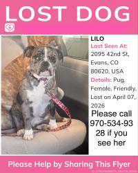 Lost Female Dog last seen Near 42ns st Evans co , Evans, CO 80620