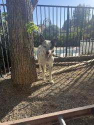 Found/Stray Male Dog last seen Bent tree road , Santa Ana, CA 92705