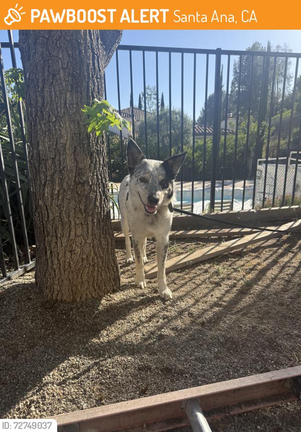 Found/Stray Male Dog last seen Bent tree road , Santa Ana, CA 92705