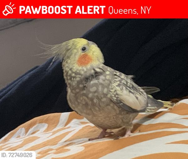 Lost Male Bird last seen 72nd and 73rd Street, Queens, NY 11377