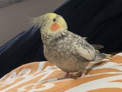 Lost Male Bird last seen 72nd and 73rd Street, Queens, NY 11377