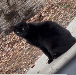 Found/Stray Female Cat last seen CHAPEL TRACE DR, Azalea Park, FL 32807
