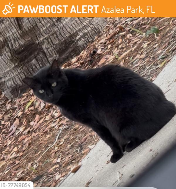 Found/Stray Female Cat last seen CHAPEL TRACE DR, Azalea Park, FL 32807