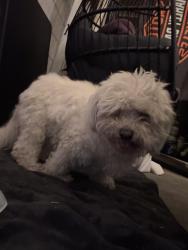Found/Stray Unknown Dog last seen gage ave , Walnut Park, CA 90255