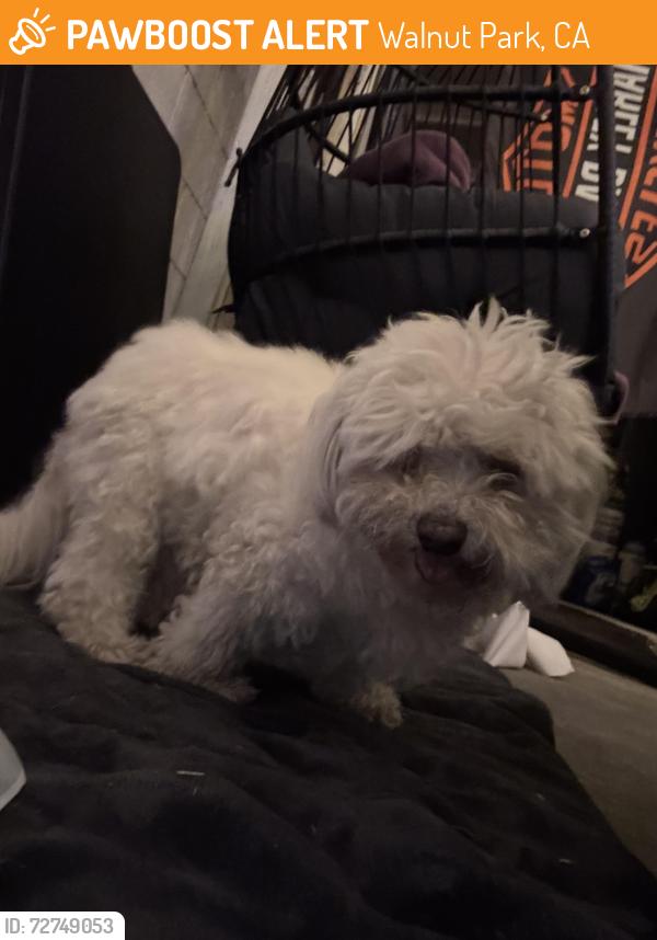 Found/Stray Unknown Dog last seen gage ave , Walnut Park, CA 90255