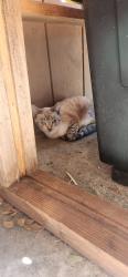 Found/Stray Female Cat last seen Manzanita and Hilltop Carmichael, CA, Carmichael, CA 95608