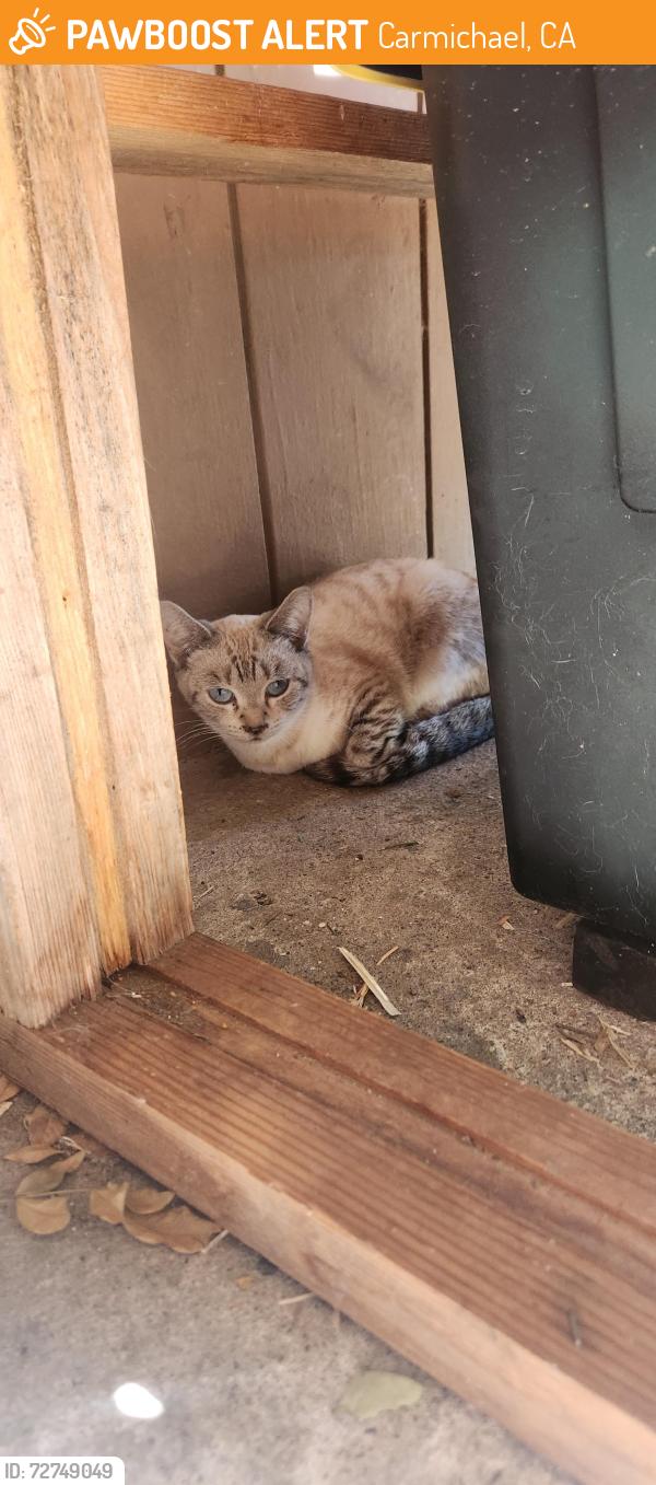 Found/Stray Female Cat last seen Manzanita and Hilltop Carmichael, CA, Carmichael, CA 95608