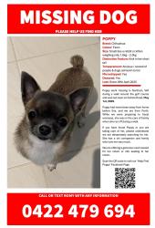 Lost Female Dog last seen Katrine Road , Northam, WA 6401