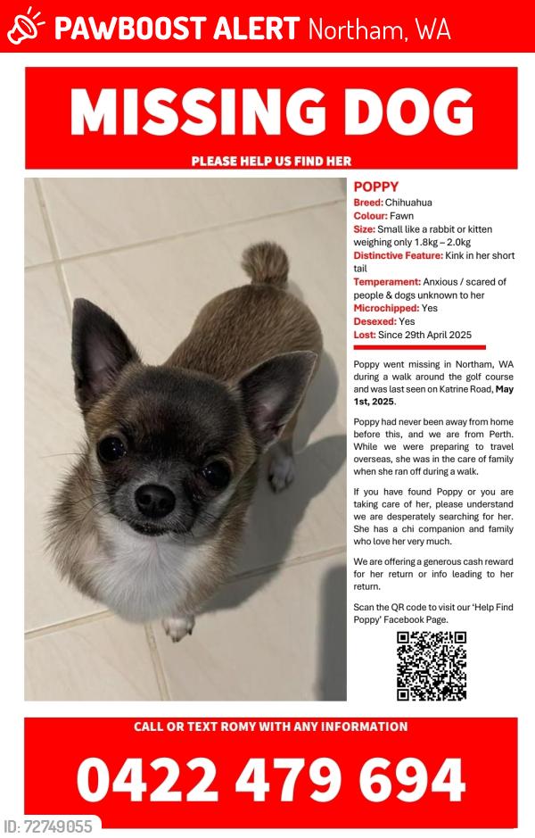 Lost Female Dog last seen Katrine Road , Northam, WA 6401