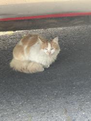 Found/Stray Unknown Cat last seen Barnes rd/ Hillyard - Kelly creek neighborhood , Gresham, OR 97080