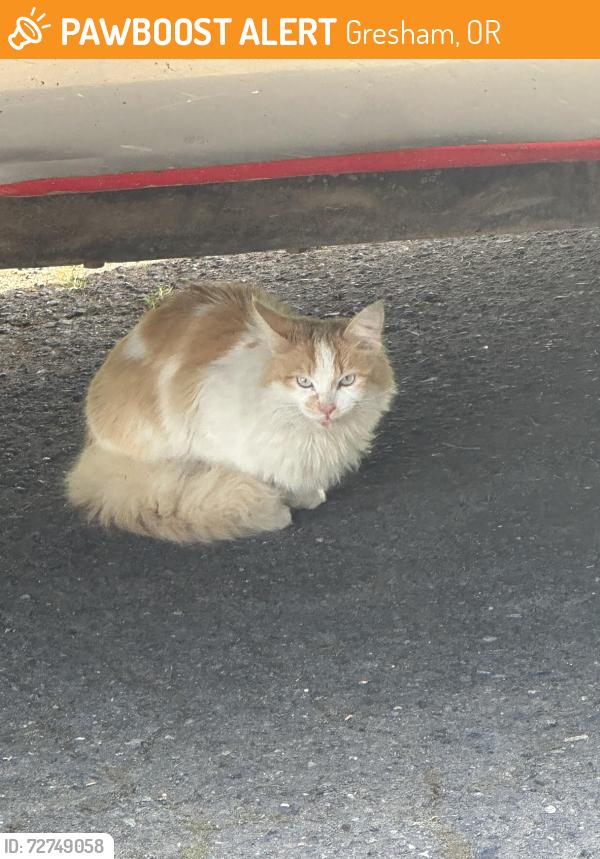 Found/Stray Unknown Cat last seen Barnes rd/ Hillyard - Kelly creek neighborhood , Gresham, OR 97080