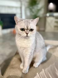 Lost Male Cat last seen Near peroni dr, Richmond, TX 77406