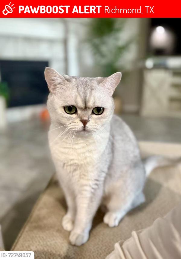 Lost Male Cat last seen Near peroni dr, Richmond, TX 77406