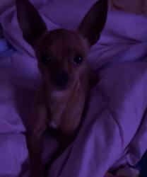 Lost Male Dog last seen School Street, Jared drive, or Raines drive , Springfield, TN 37172