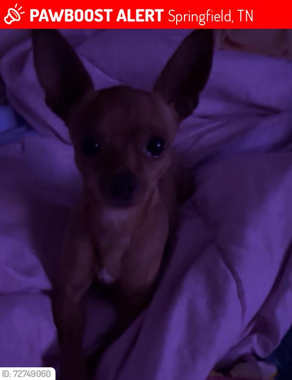 Lost Male Dog last seen School Street, Jared drive, or Raines drive , Springfield, TN 37172